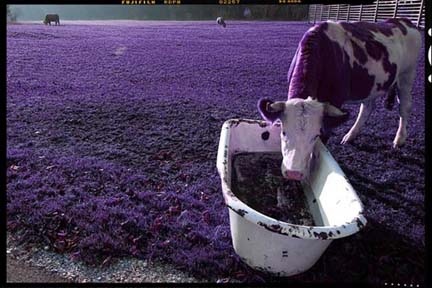 slideshow immagine